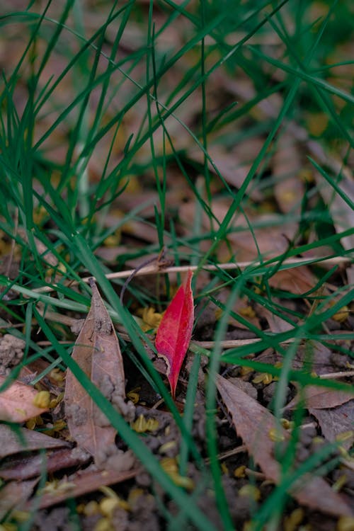 Immagine gratuita di autunno, cadere, erba