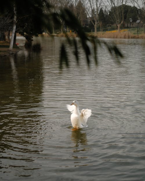 Peking Goose on a Lake