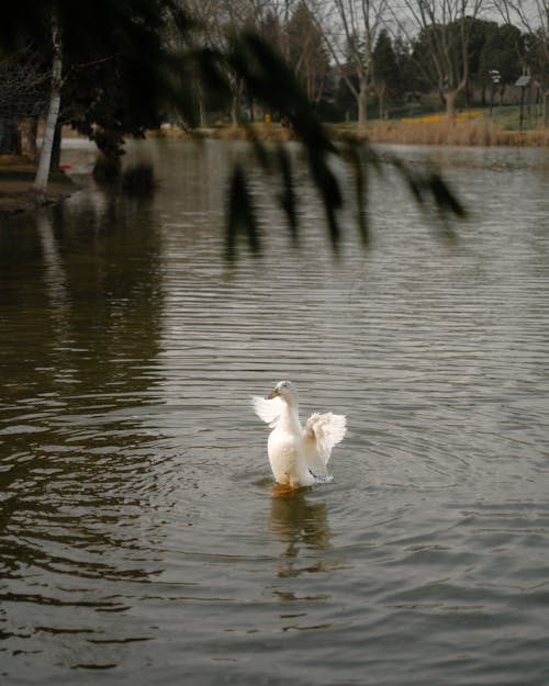 Imagine de stoc gratuită din animal, aripi, faună sălbatică