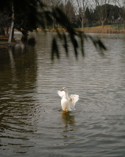 Free A white goose gracefully spreads its wings on a calm lake in a tranquil park setting. Stock Photo