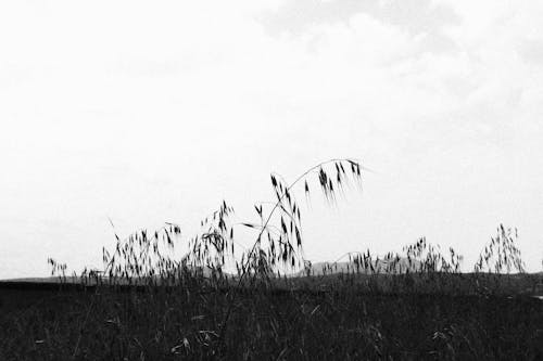 Black and White Photo of a Field with Plants 