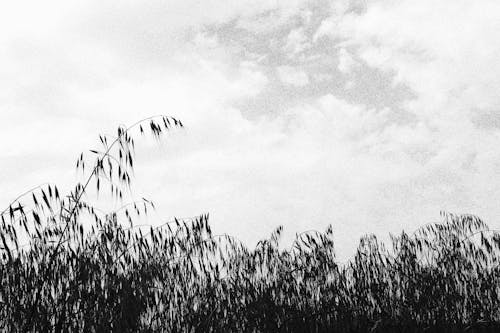 Imagine de stoc gratuită din alb-negru, centrale, cer înnorat
