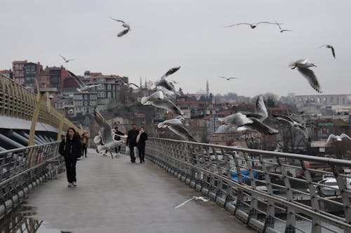 Imagine de stoc gratuită din călătorie, curcan, Istanbul