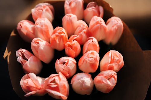 A bouquet of pink tulips is shown in this photo