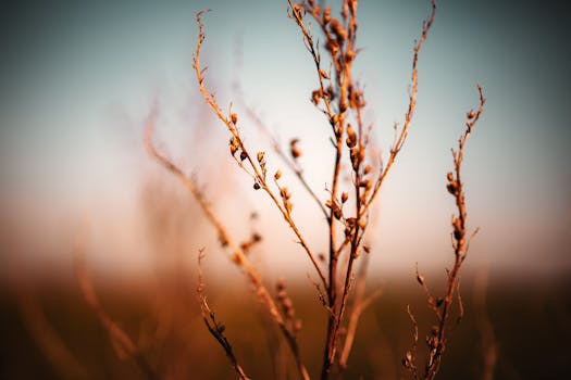 Close-up of dry plant stems with blurred background illuminated by warm sunset light.