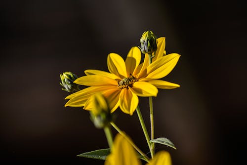 Gelbes blühen einer Blume