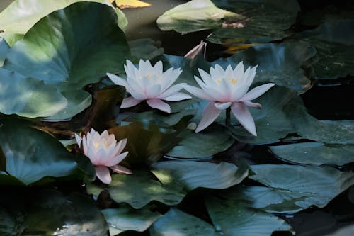 Immagine gratuita di fiore di loto, fiori, foglie