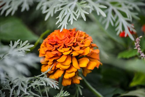 Eine orange Blume