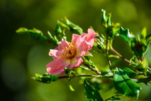 Eine rosa Blume blüht