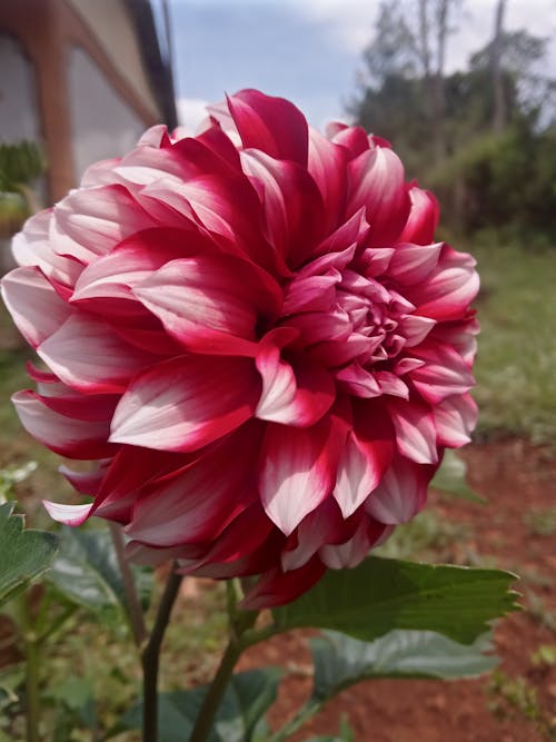 Free stock photo of beautiful flower, beautiful nature