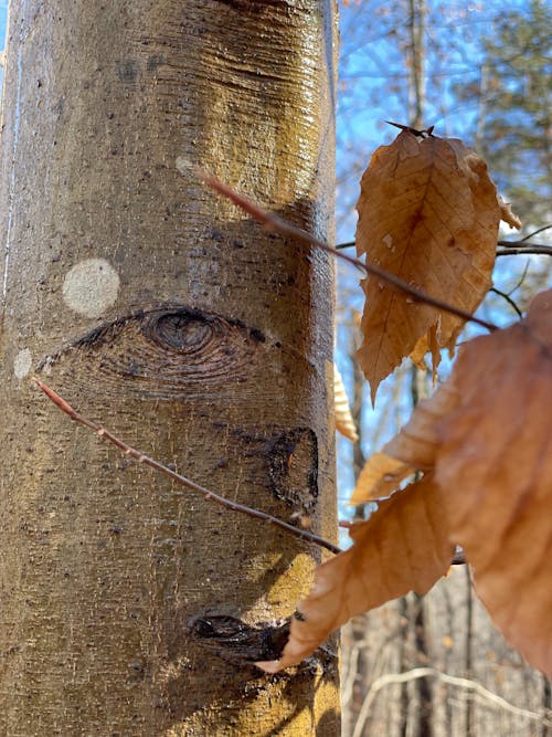 Free stock photo of beautiful eye, birch tree, dried leaves