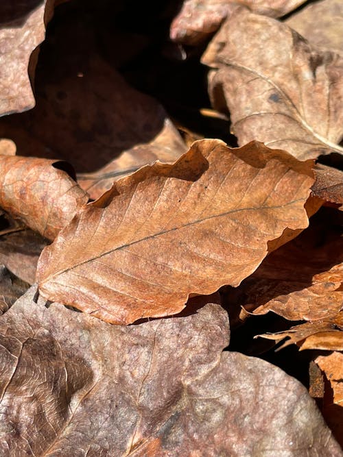 Free stock photo of autumn leaves, birch trees, dried leaves