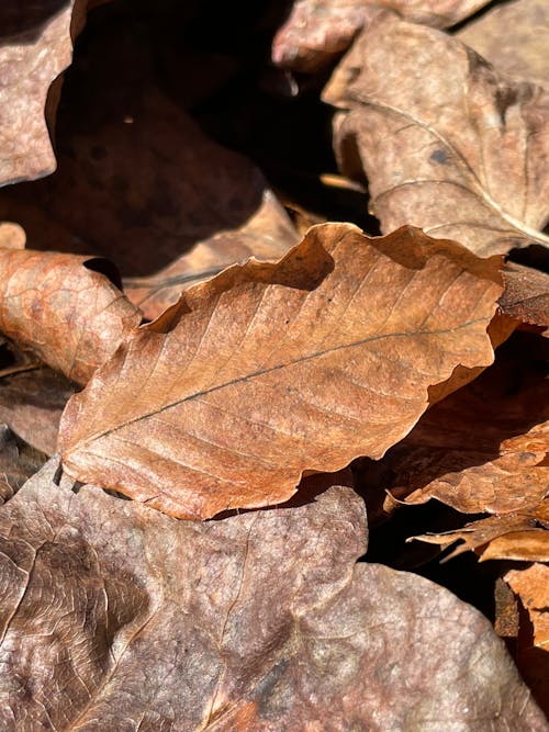 Kostenloses Stock Foto zu birken, getrocknete blätter, herbstblätter