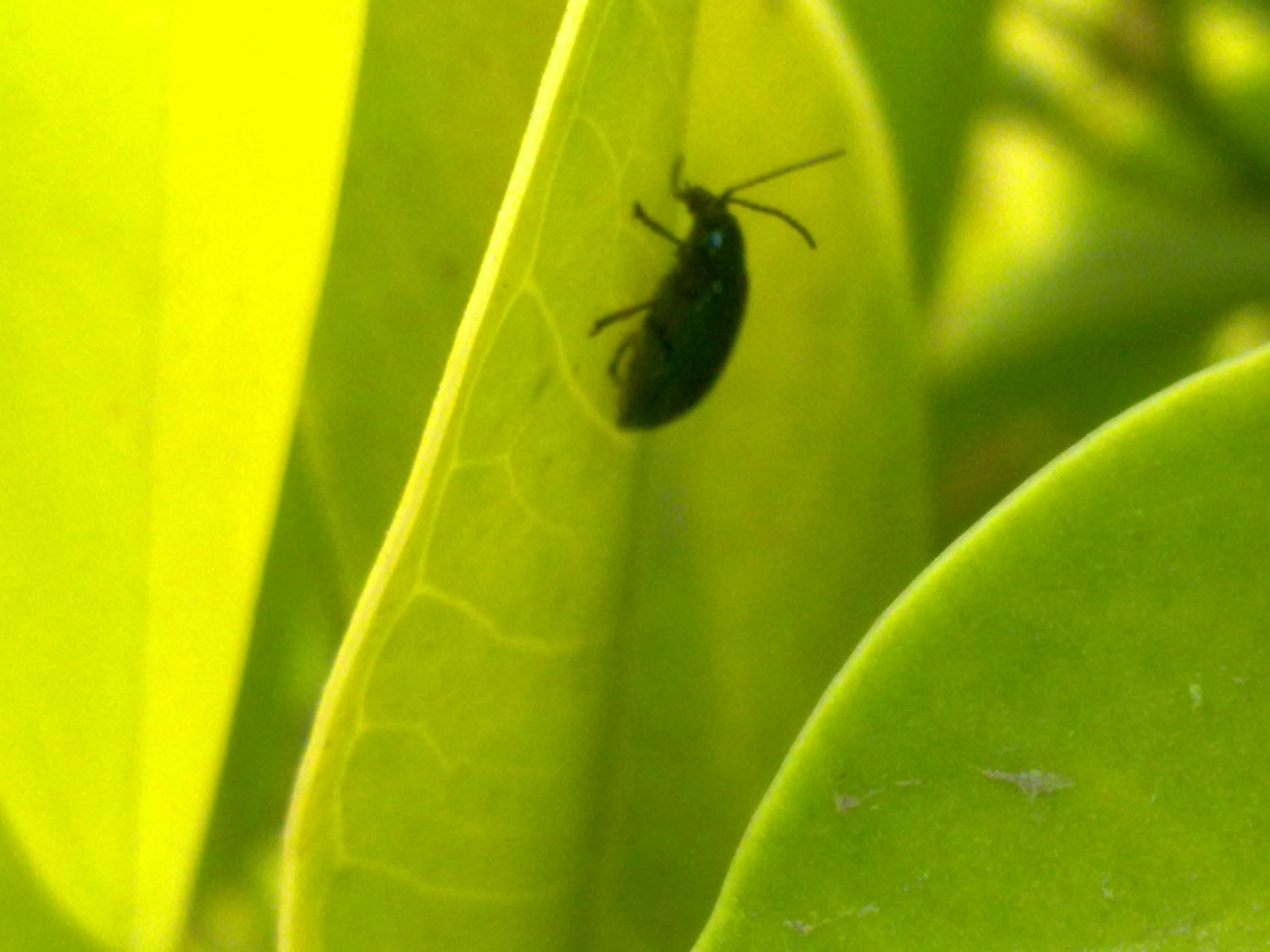 Difference Between Creatine And Carnitine Difference