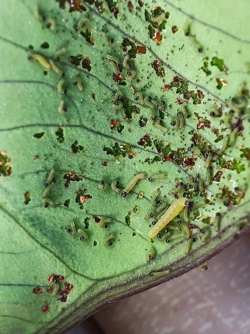 Close-up on Cluster of Larvae Feeding on Leaf