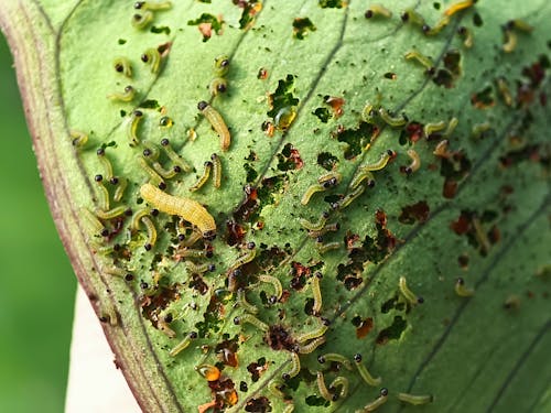 A leaf with a bunch of bugs on it