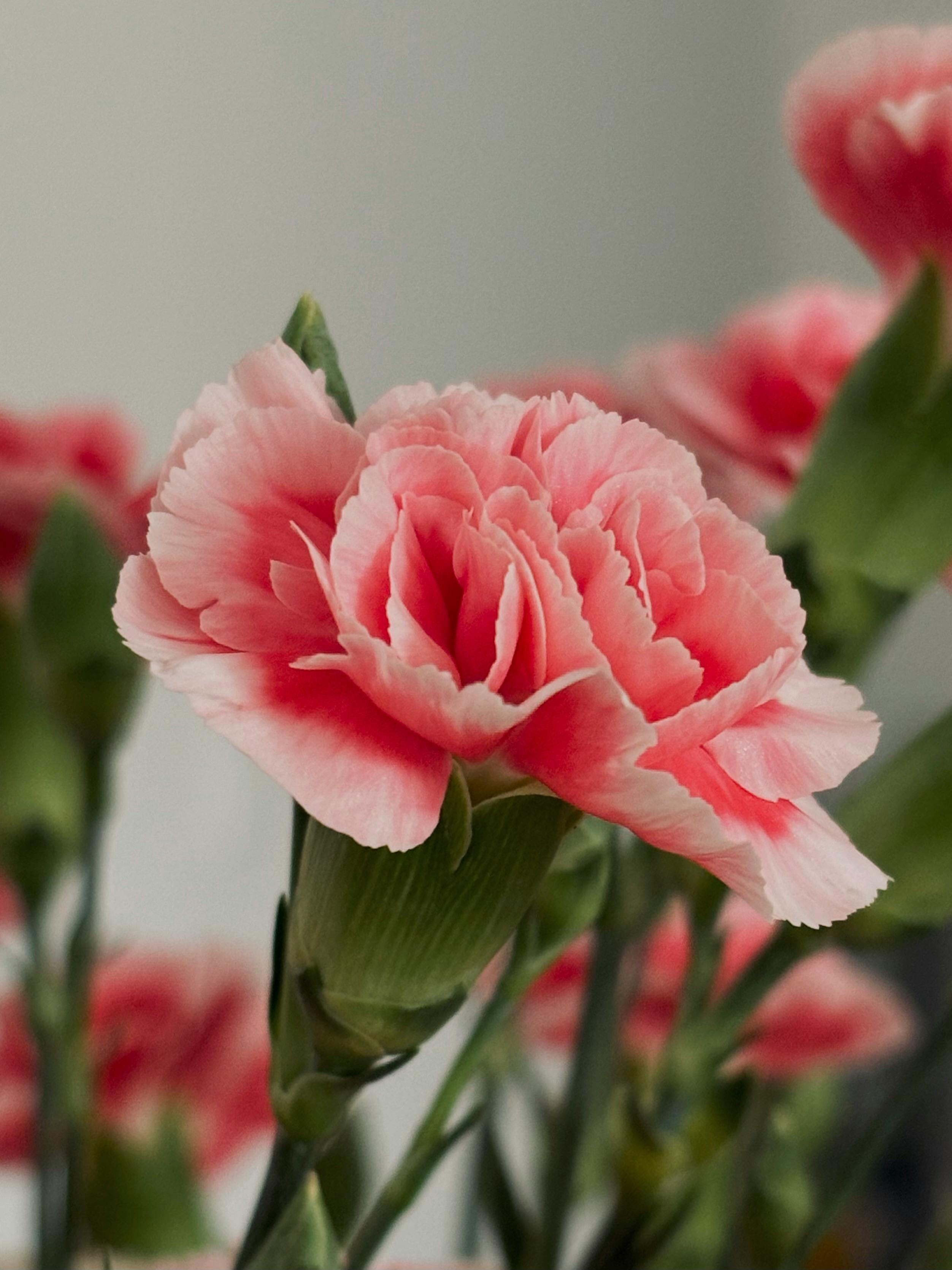 Pink Carnation Flower Head in a Swimming Pool · Free Stock Photo