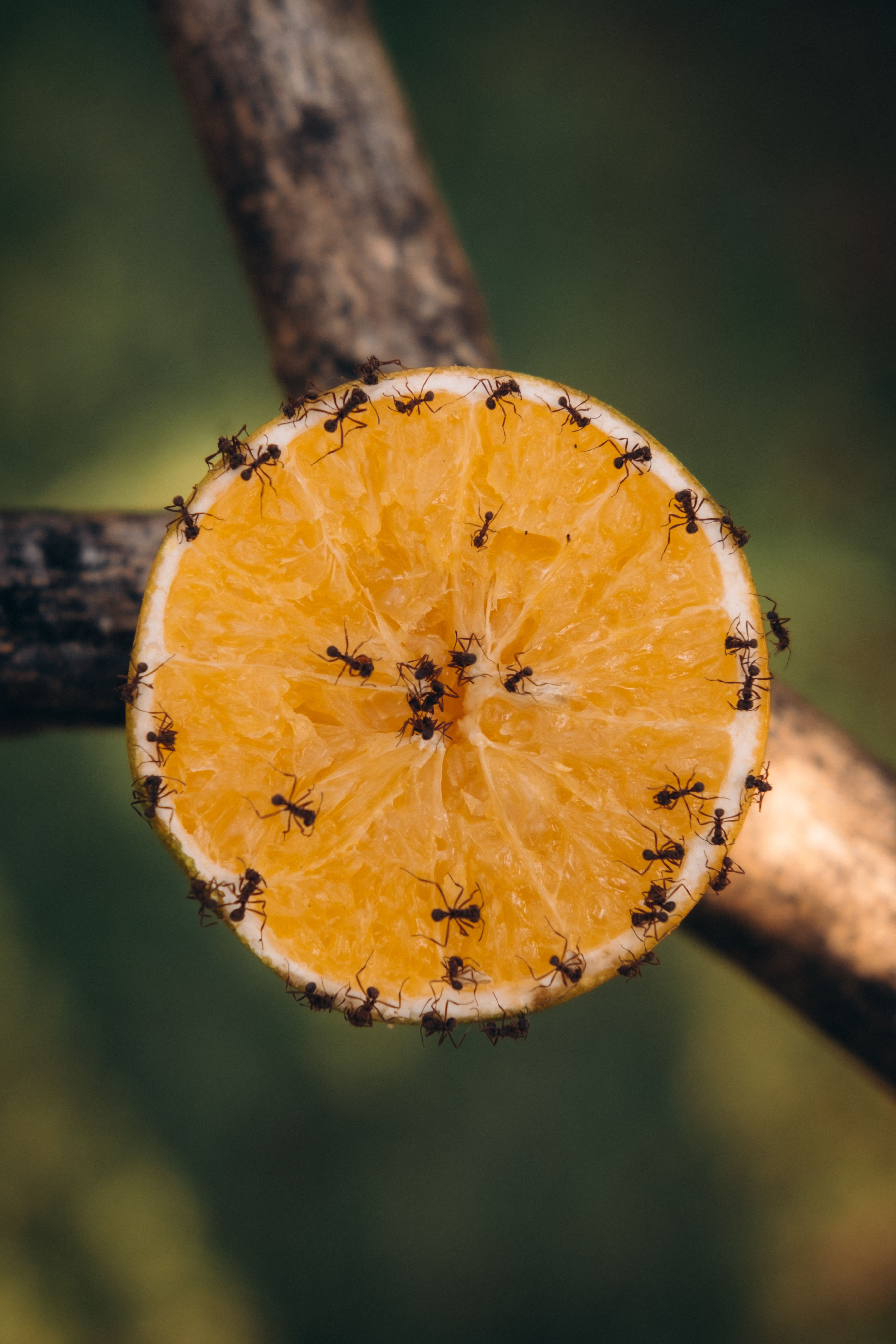 Ants climbing an orange slice resting on a tree branch