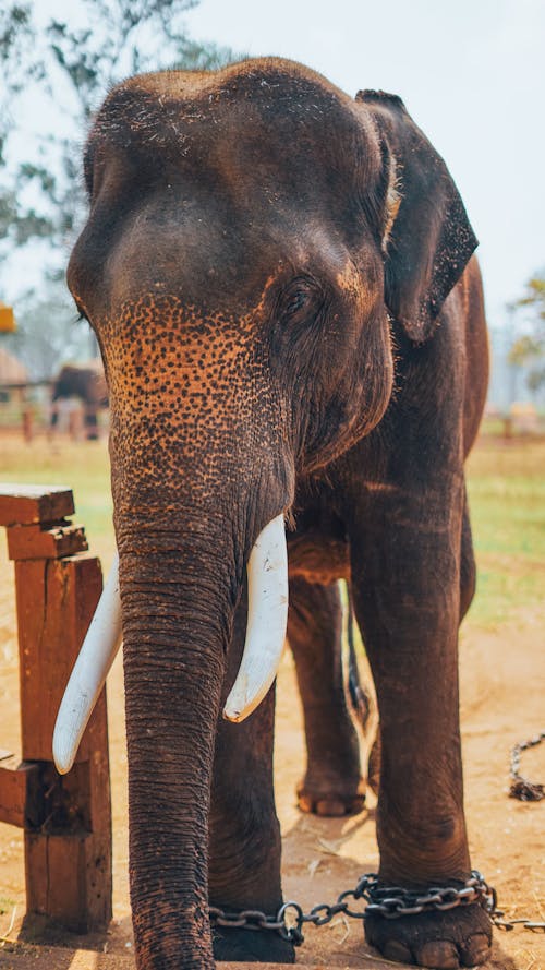 An elephant with tusks standing in a pen
