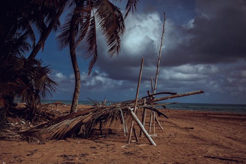 Makeshift Shed on Beach under Palm Trees