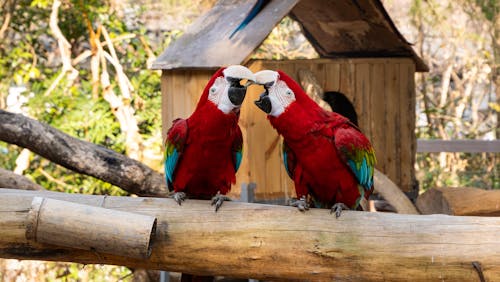 Macaw Parrots Sitting on Tree Branch Touching Beaks