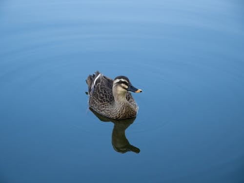 A duck swimming in a pond with blue water