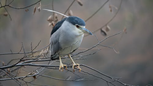 Gratis stockfoto met boomtak, dieren in het wild, dierenfotografie