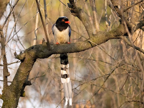 A bird with a long tail sitting on a tree branch