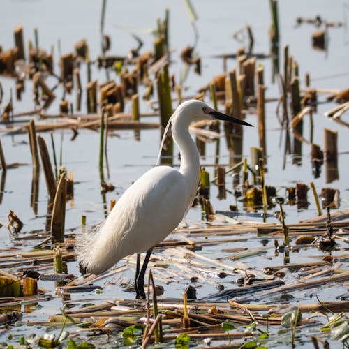 A white bird standing in the water near reeds