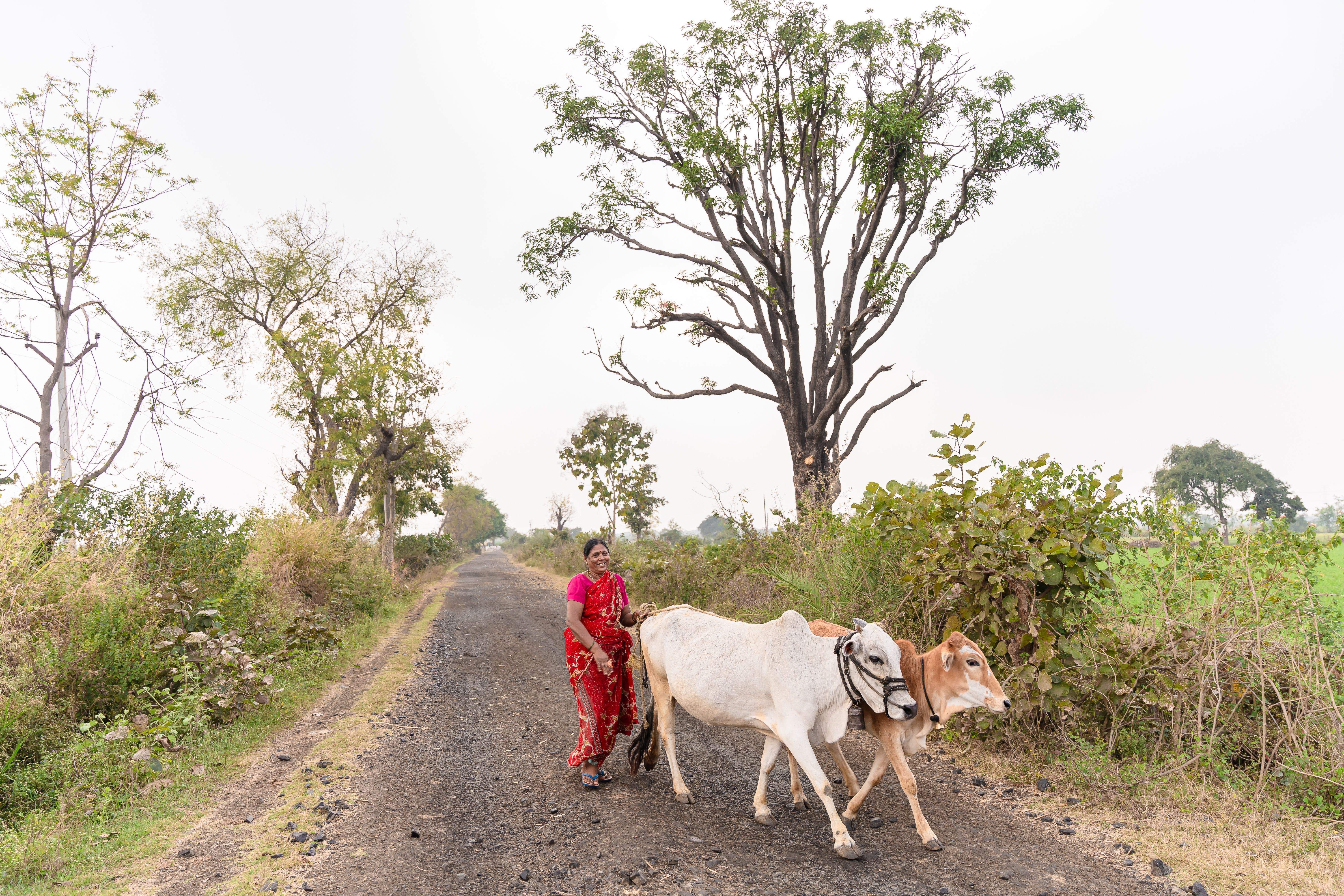 A woman farmer leading cattle on a countryside road