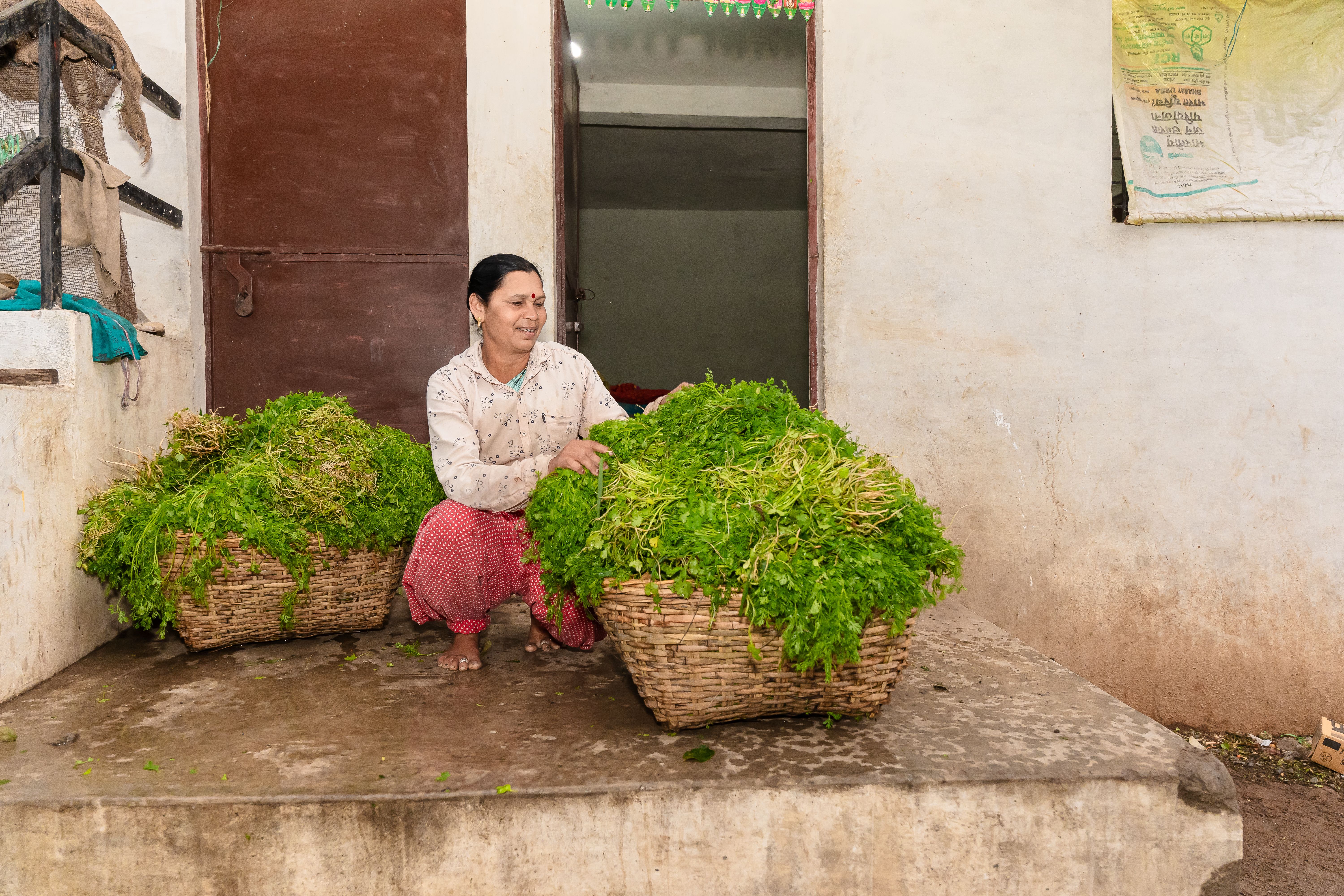 Kasti Coriander