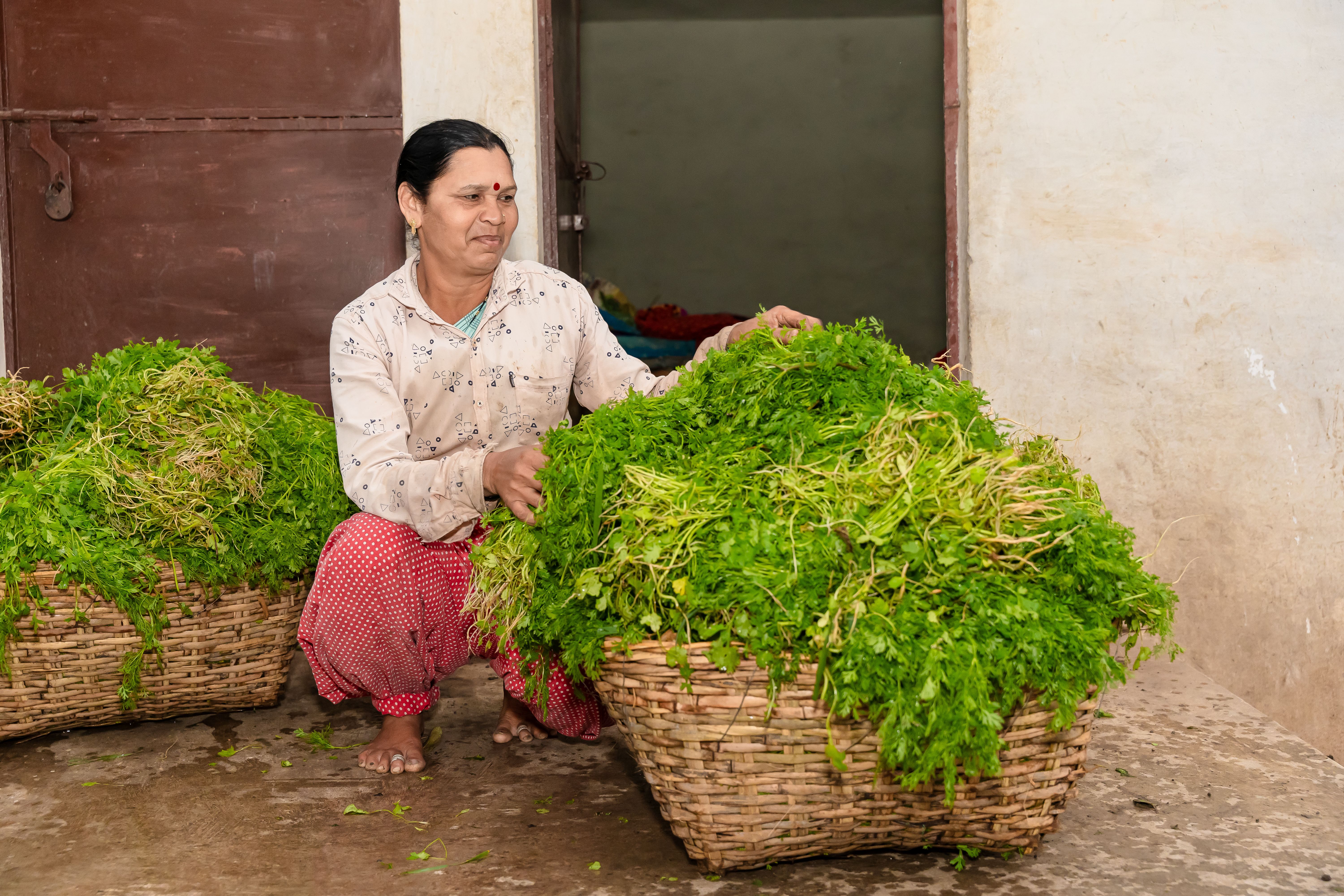 Testing kasuri methi in water to spot artificial green dye.