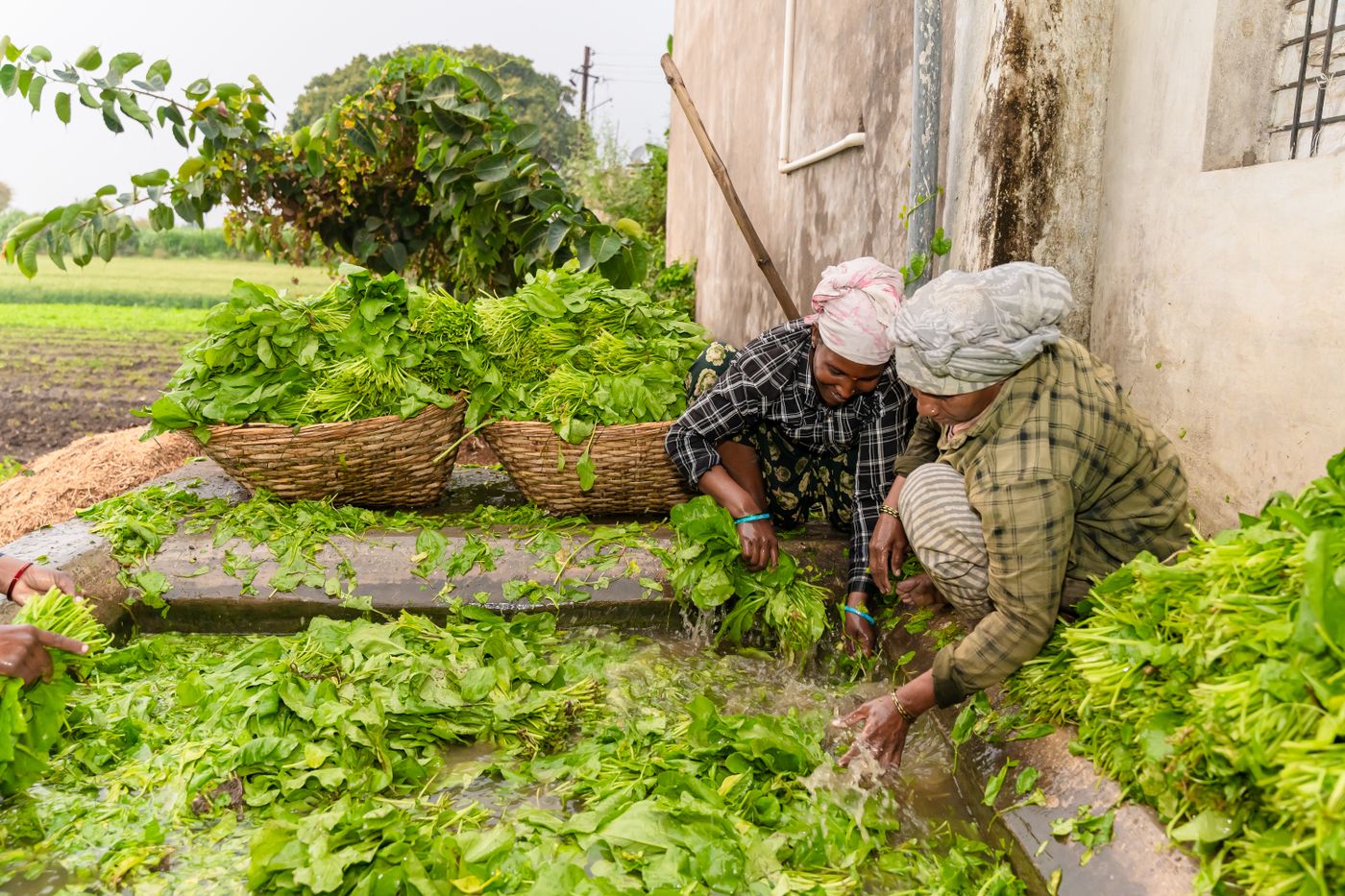Fresh agricultural produce and farming work
