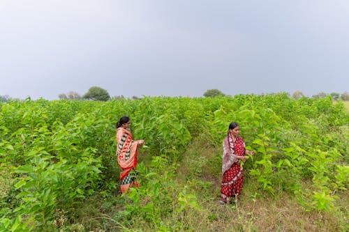 Agricultores Na índia