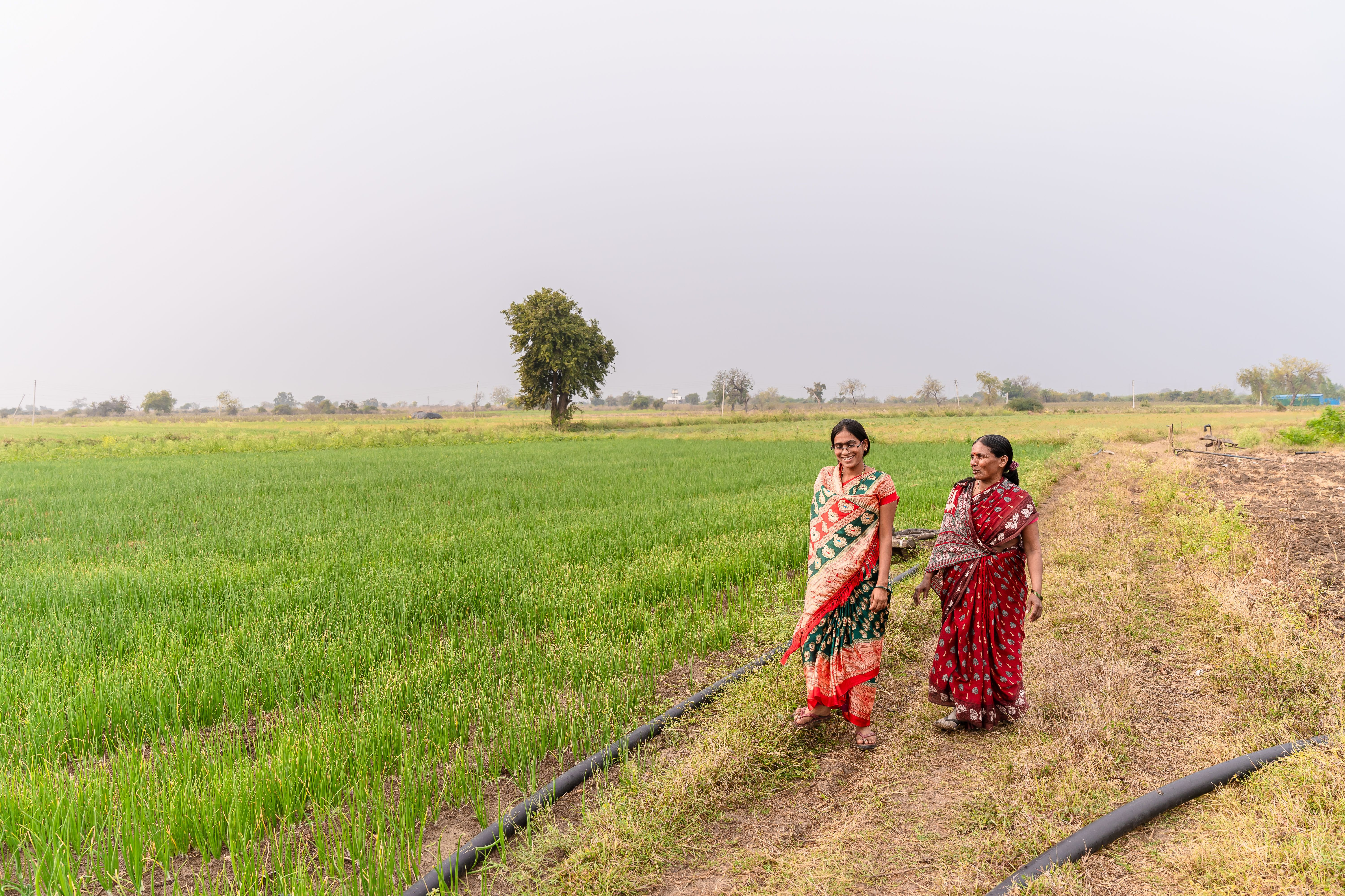 Women walking together through green rice fields in rural India