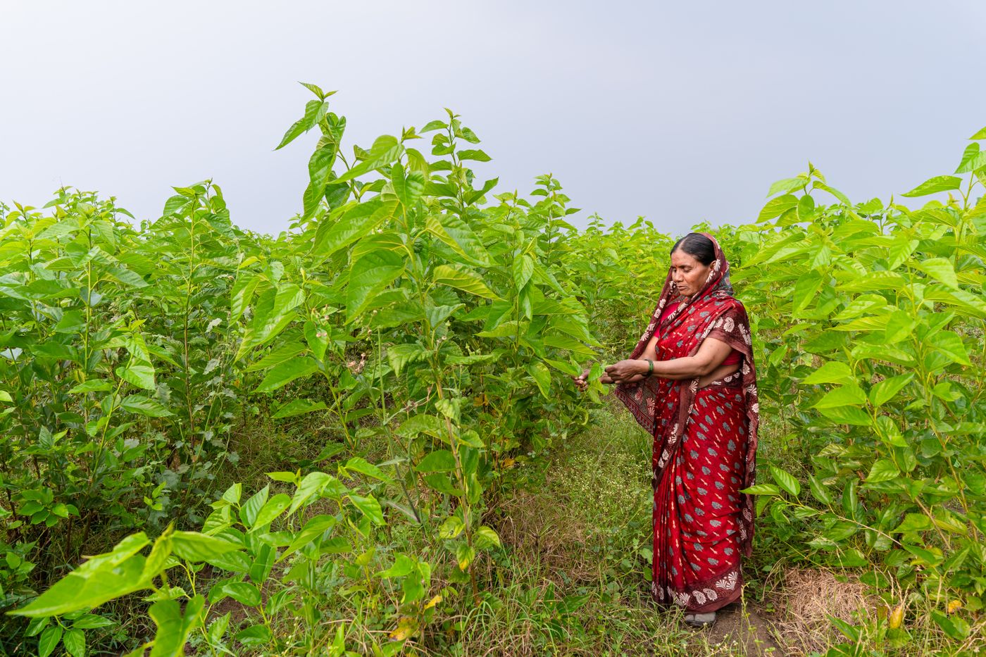 Farmer harvesting crops in India