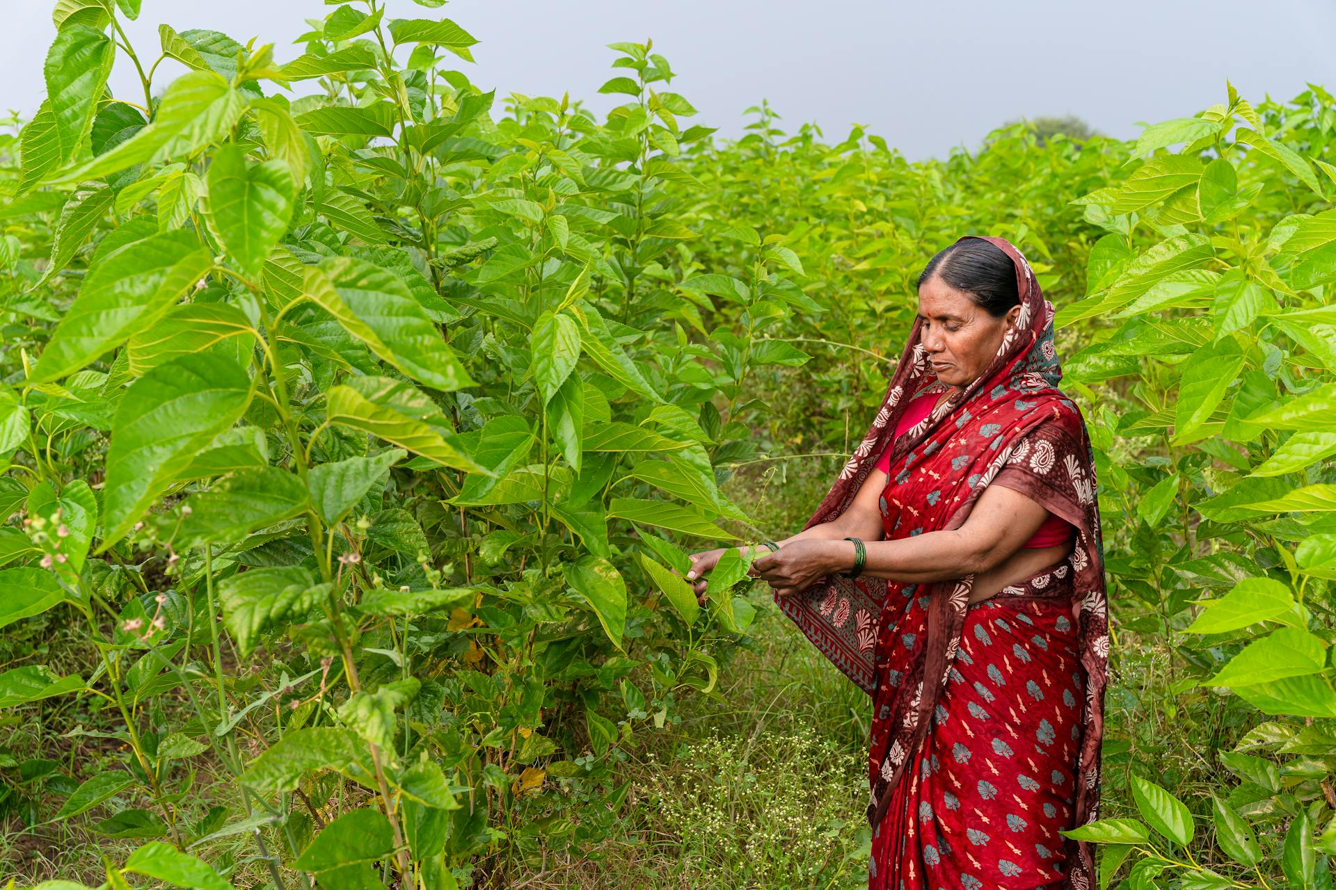 South Asian woman farming and harvesting crops in a lush Indian field.