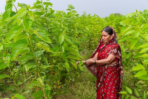 Free South Asian woman farming and harvesting crops in a lush Indian field. Stock Photo