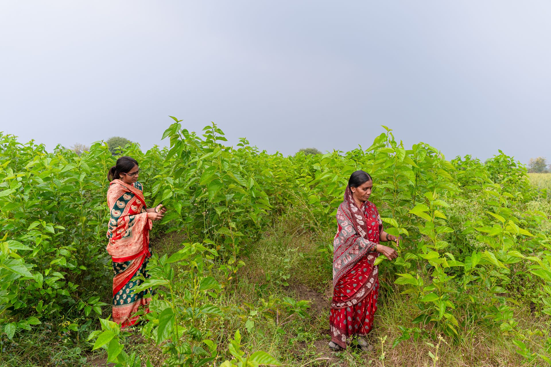 Farmers in India