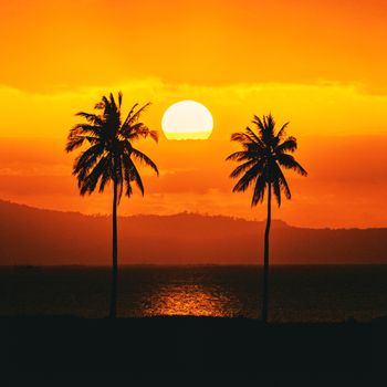 Captivating sunset in Casiguran, Philippines, with palm trees and an orange sky creating serene silhouettes.