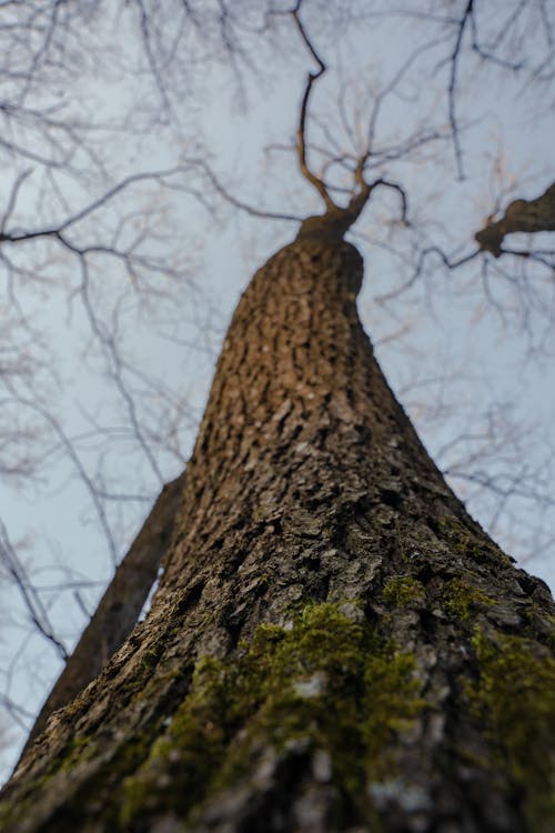 A tree with a large trunk and a blue sky