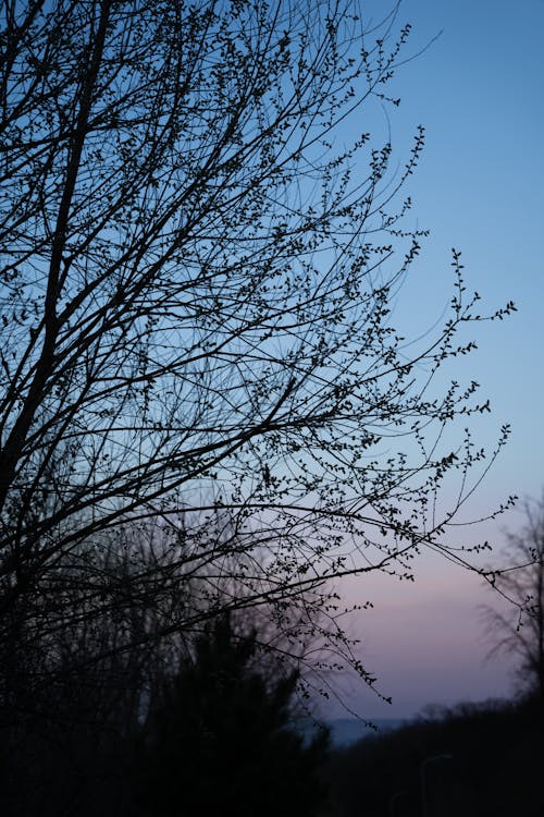 Silhouette of Tree Branches at Dusk