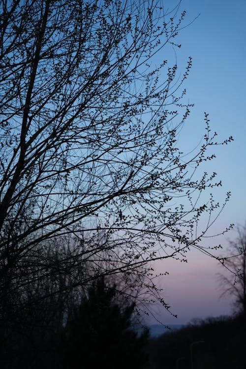 Kostnadsfri bild av grenar, klar himmel, natur