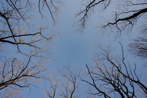 Foto stok gratis alam, cabang, langit biru