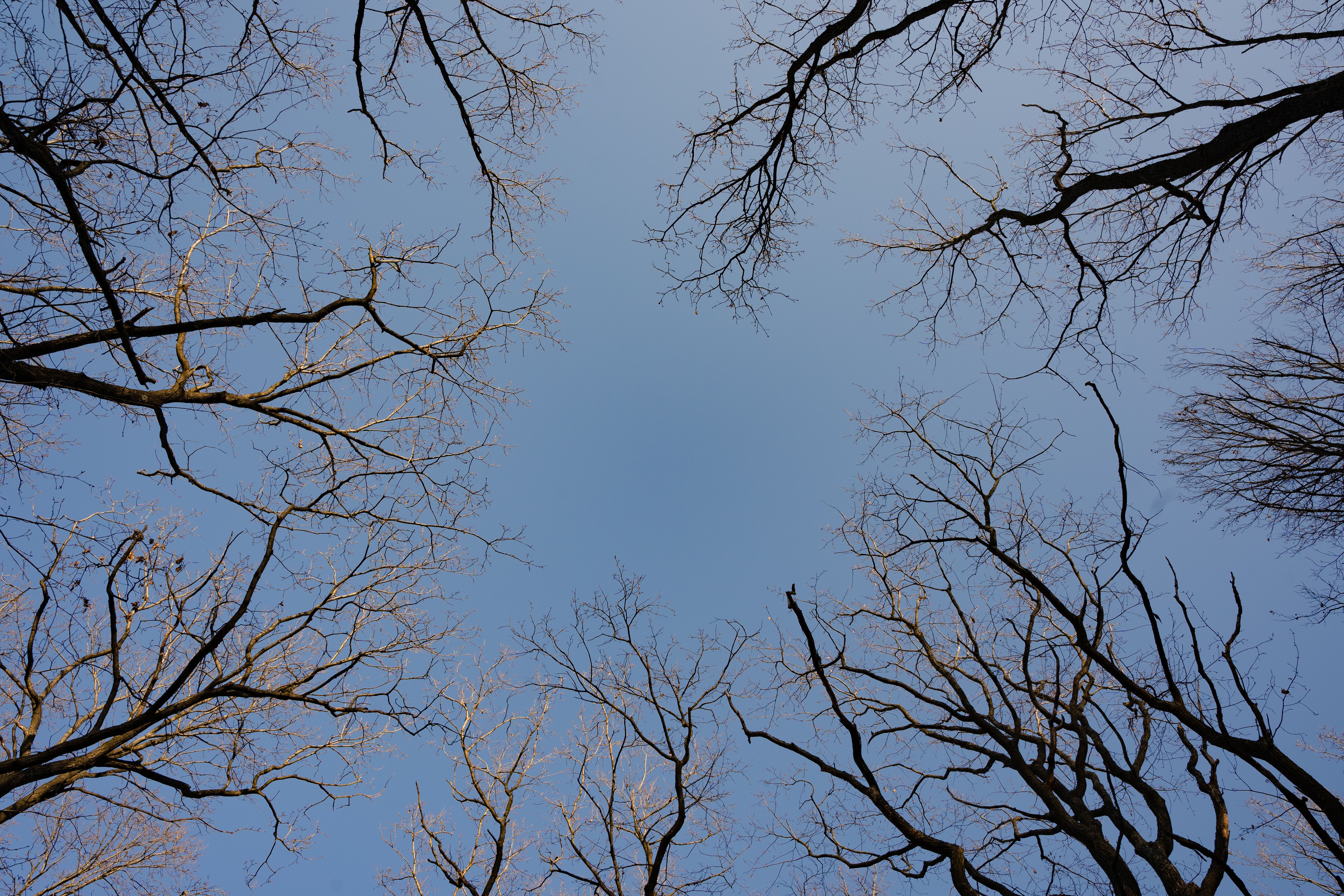 Bare Trees under Clear Sky · Free Stock Photo