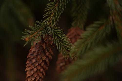 A close up of a pine tree branch with cones