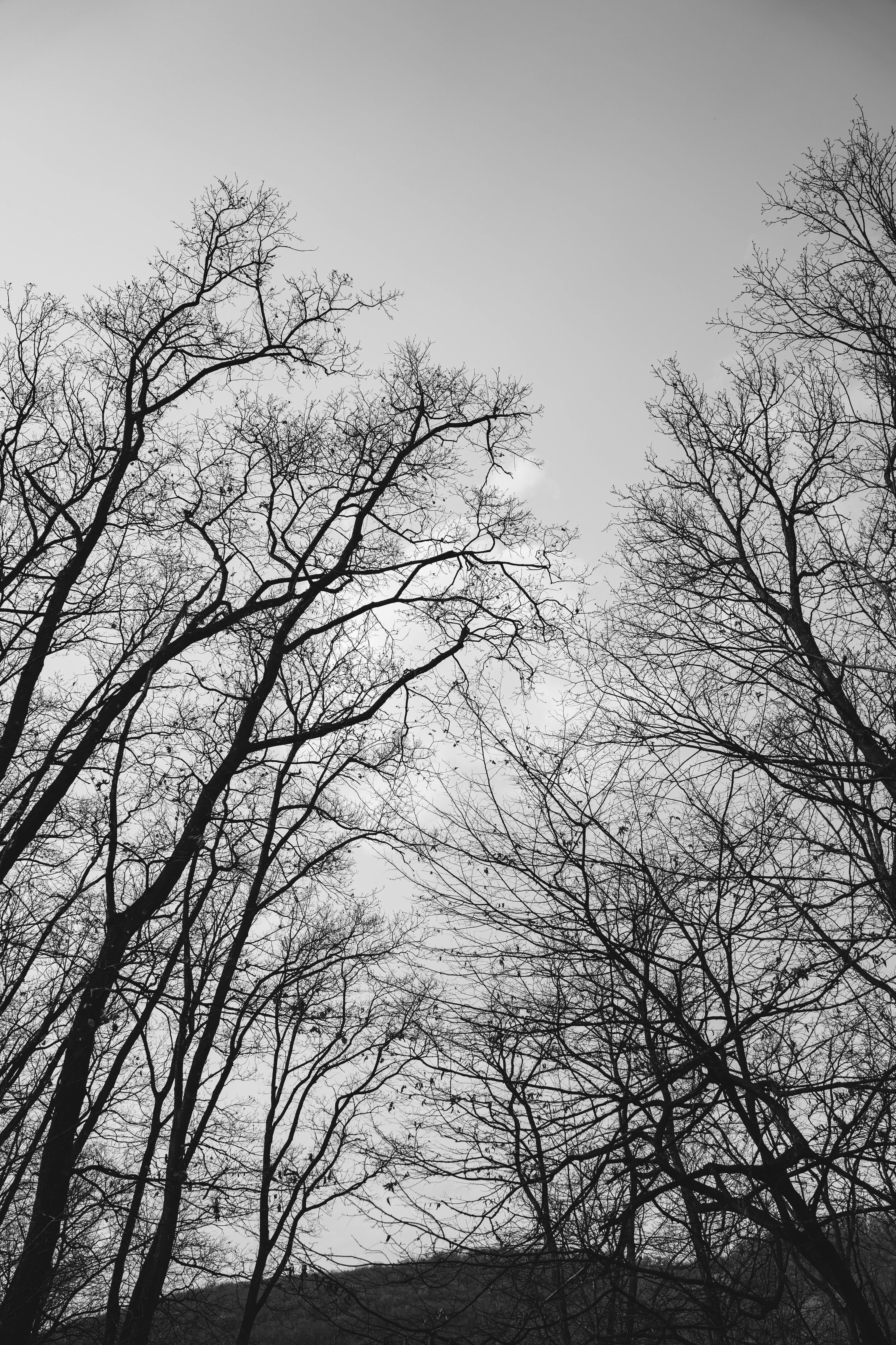Monochrome view of leafless trees reaching into a clear winter sky.