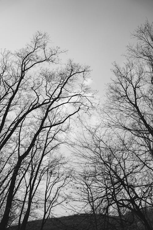 Fotobanka s bezplatnými fotkami na tému bosý, čierny a biely, jasná obloha