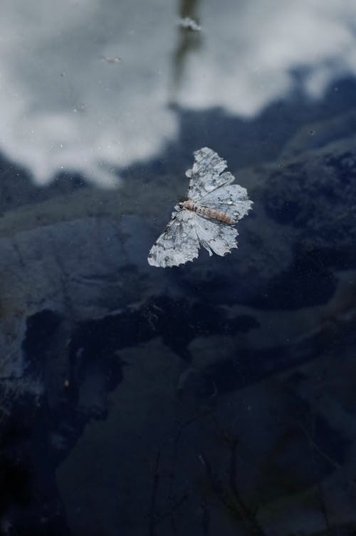 Foto profissional grátis de água, borboleta, foco seletivo