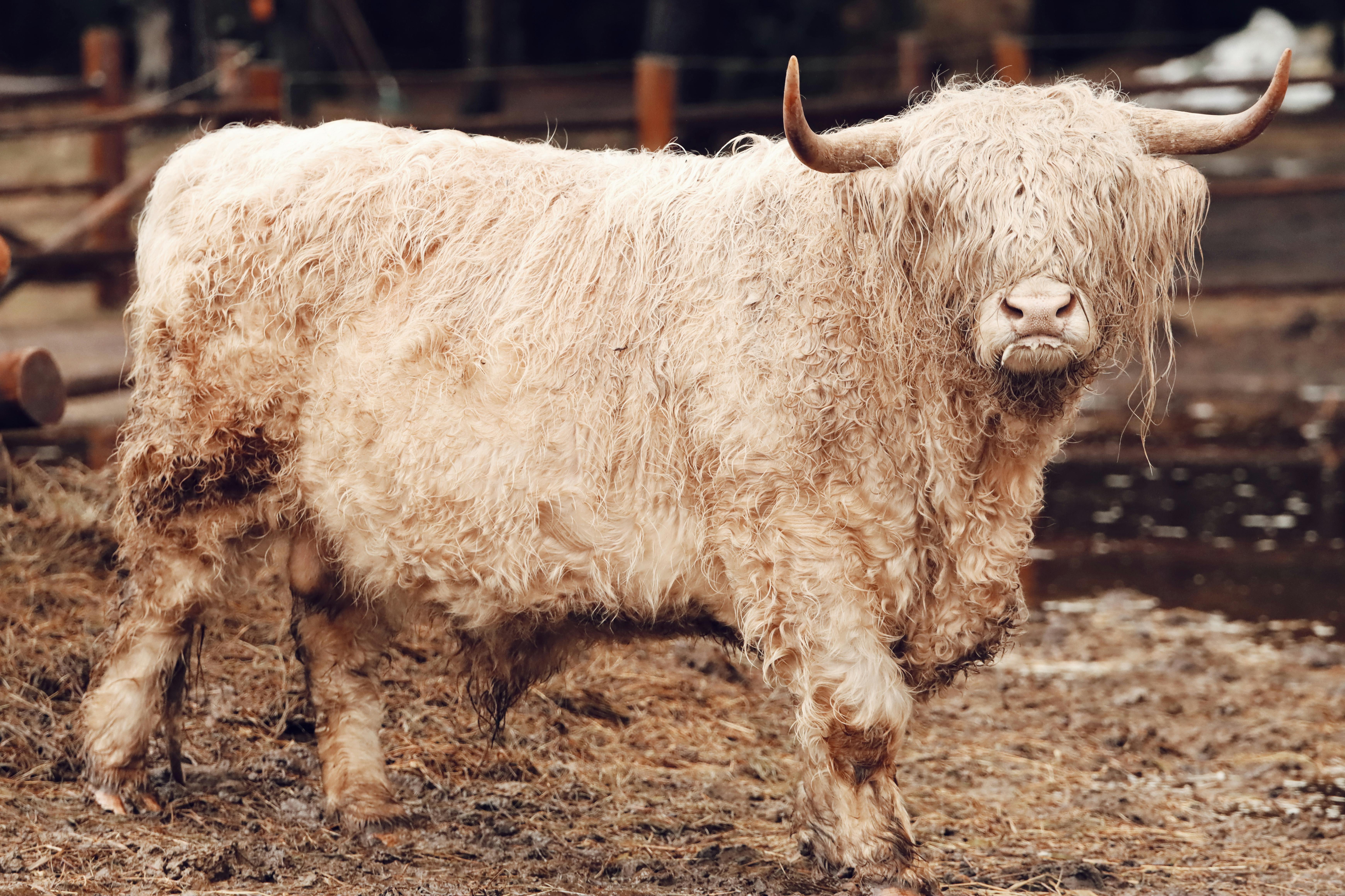 Gratuit Photos gratuites de agriculture, animal de ferme, automne Photos